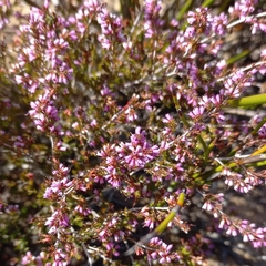 Erica rosacea