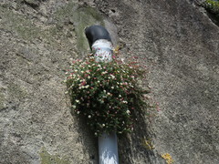 Erigeron karvinskianus