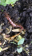 Lithobius forficatus