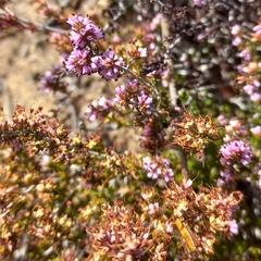 Erica rosacea