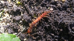 Lithobius forficatus