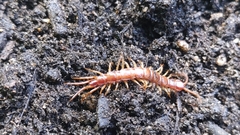 Lithobius forficatus