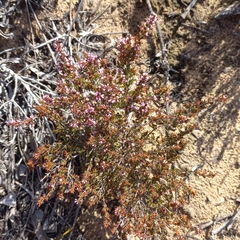 Erica rosacea