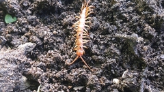 Lithobius forficatus