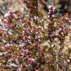Erica rosacea