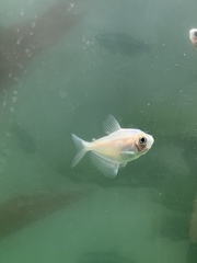 Gymnocorymbus ternetzi