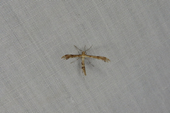 Trichoptilus ceramodes