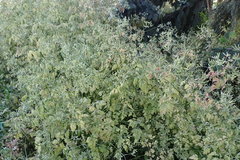 Anthriscus cerefolium