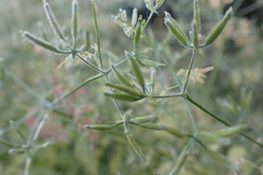 Anthriscus cerefolium