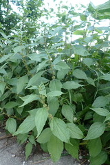 Parietaria officinalis