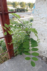 Robinia pseudoacacia