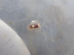 Dynamene magnitorata