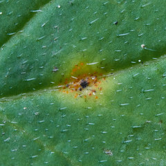 Puccinia hydrophylli
