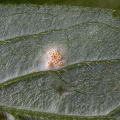Puccinia hydrophylli