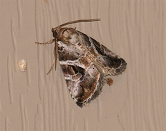 Diastema cnossia