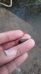 Melanoides tuberculata