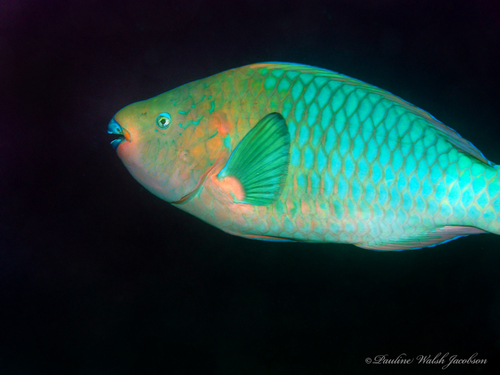 Rainbow Parrotfish