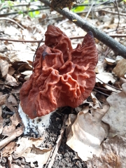 Gyromitra fastigiata