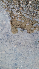 Melanoides tuberculata