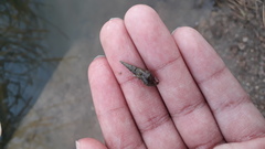 Melanoides tuberculata