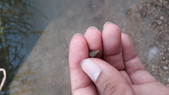 Melanoides tuberculata