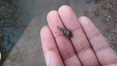 Melanoides tuberculata