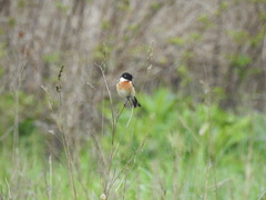Saxicola rubicola