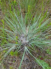 Andropogon capillipes