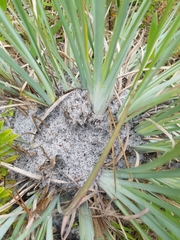 Andropogon capillipes