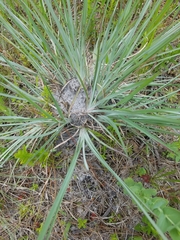 Andropogon capillipes