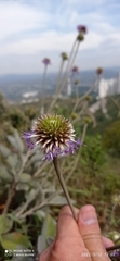 Chresta sphaerocephala