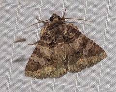 Elousa albicans
