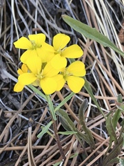 Erysimum capitatum capitatum
