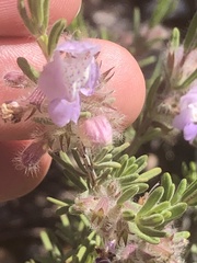Conradina canescens image
