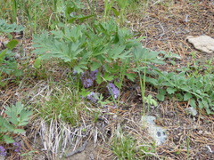 Hydrophyllum alpestre