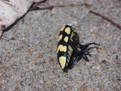 Anoplophora horsfieldii