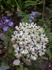 Allium nigrum