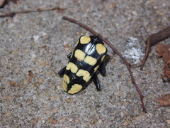 Anoplophora horsfieldii