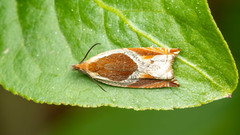 Ancylis unculana
