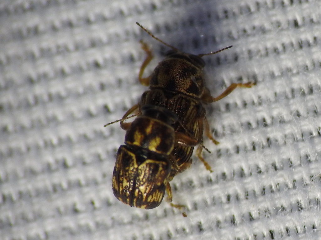 Pachybrachis brevicornis