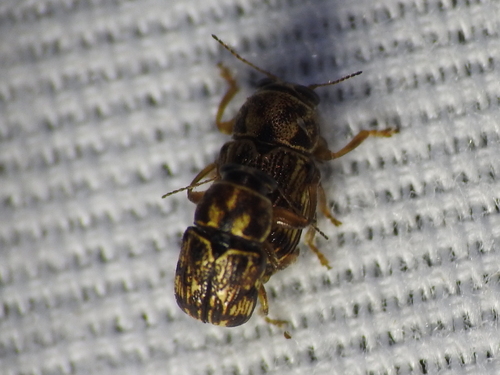 Pachybrachis brevicornis