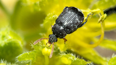 Bruchus luteicornis