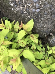 Phloeospora spiraeicola