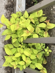 Phloeospora spiraeicola