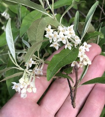 Elaeagnus umbellata