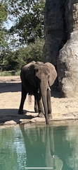 Elephantidae