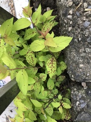 Phloeospora spiraeicola