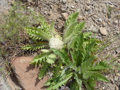 Cirsium scariosum