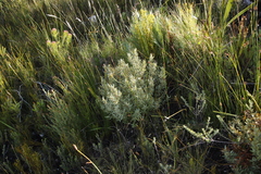 Grubbia tomentosa