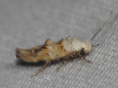 Mompha murtfeldtella